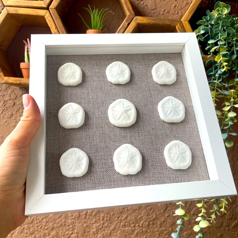 Sand Dollar Shadowbox